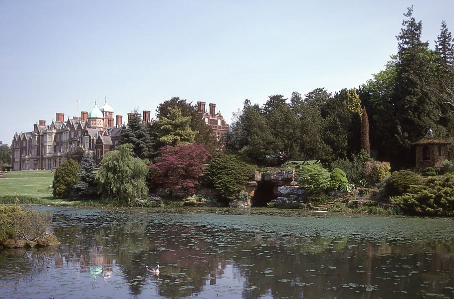 sandringham, united kingdom, east anglia, england, palace, tree, HD wallpaper