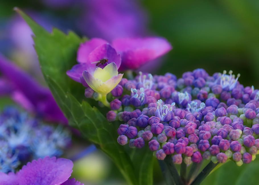 hydrangea, blossom, bloom, flower, nature, macro, flowering plant HD wallpaper