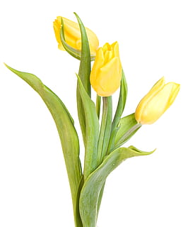 tulip, closeup, isolated, two, natural, on, green, flowers HD wallpaper