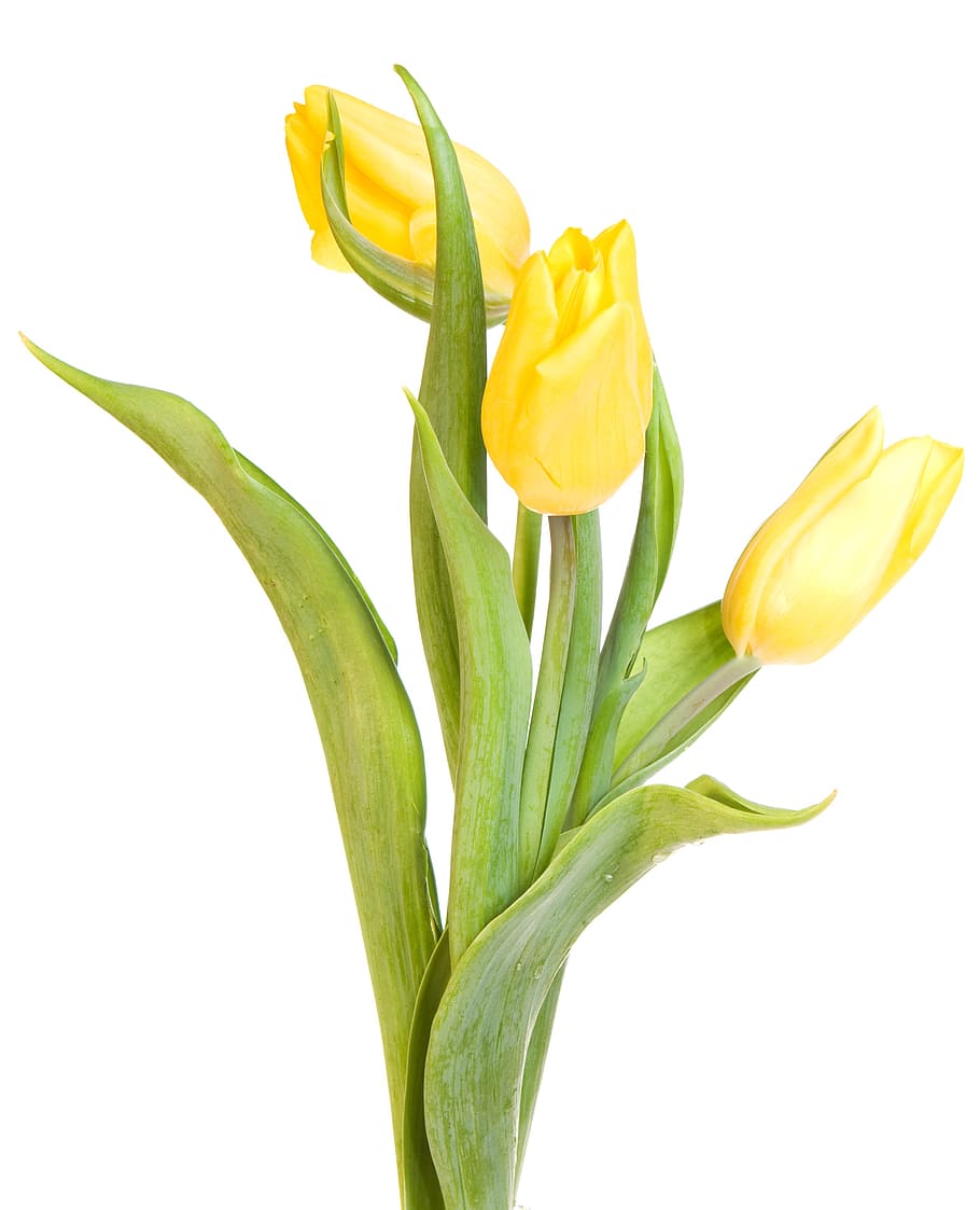 tulip, closeup, isolated, two, natural, on, green, flowers HD wallpaper