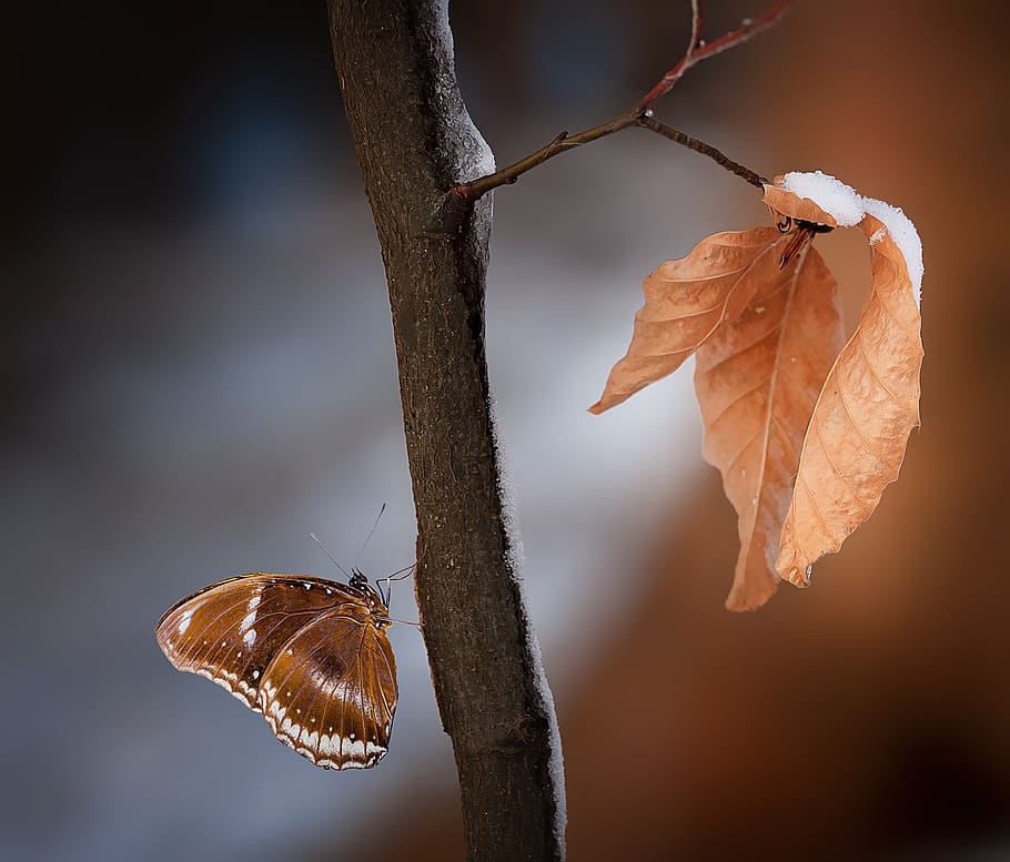 Close Up Photo of Brown and White Butterfly on Wood Branch, blur, HD wallpaper