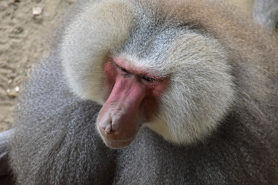 baboon, zoo, monkey, facial, animal, animal themes, one animal HD wallpaper