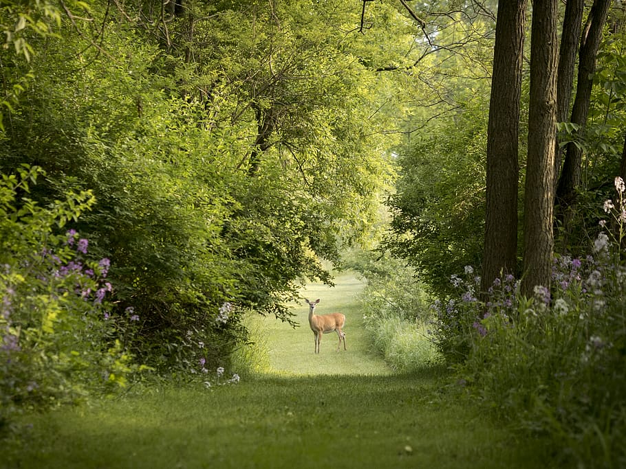 deer on grass field photography, animal, mammal, antelope, wildlife, HD wallpaper