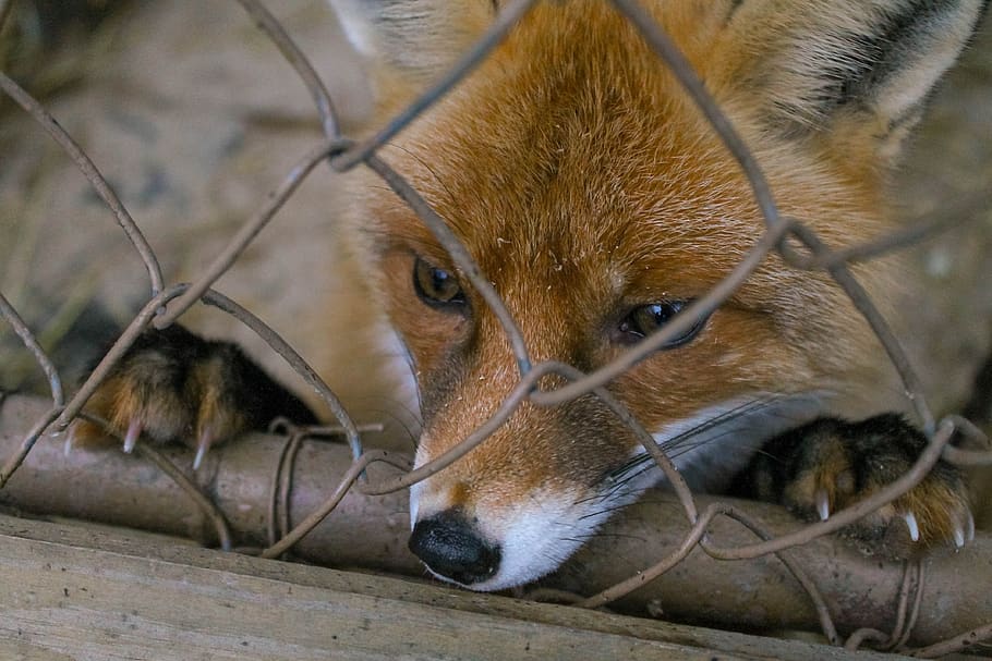 fox, zoo, predator, wild beast, forest, animal, moscow zoo HD wallpaper