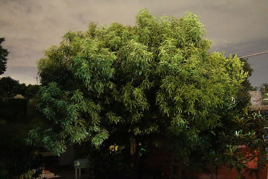 mexico, mexico city, plant, tree, growth, green color, no people HD wallpaper