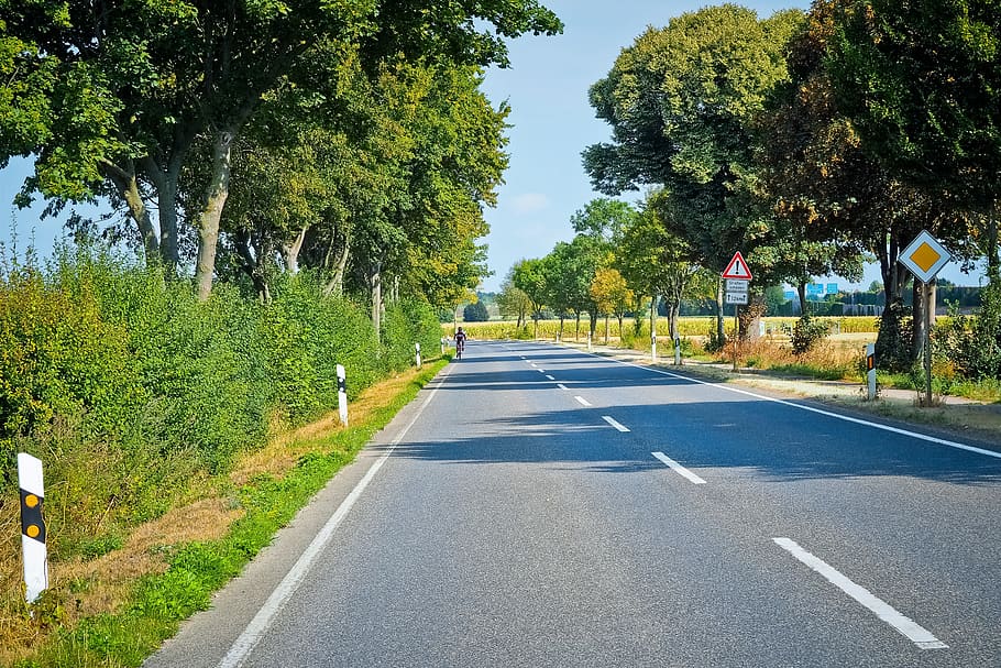 HD wallpaper: road, tree lined avenue, nature, trees, landscape, asphalt |  Wallpaper Flare