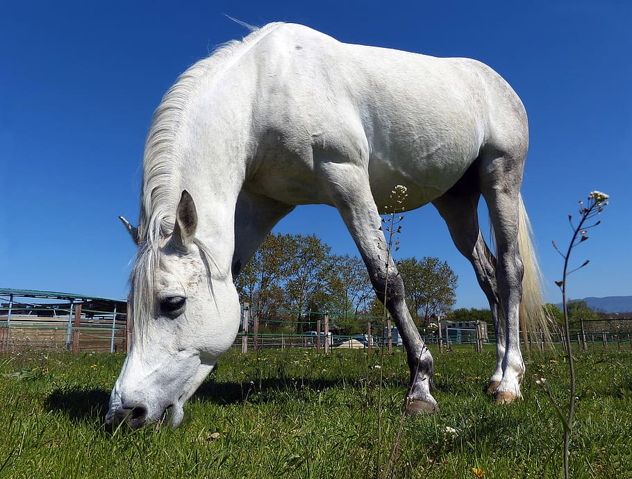 thoroughbred, arabic, white, grass, mammal, animal themes, domestic animals HD wallpaper