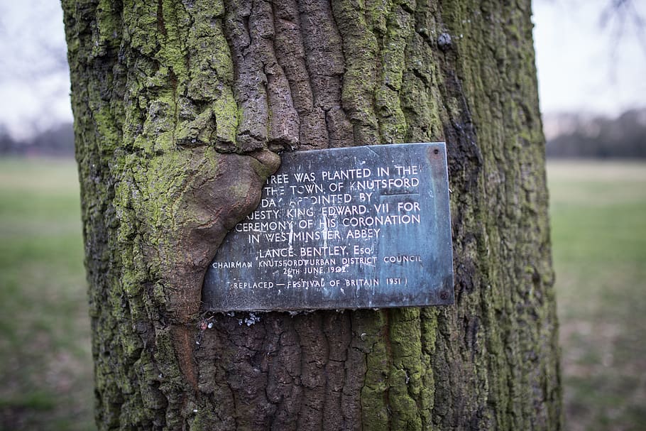 knutsford, united kingdom, tree, old, signage, heath, public space, HD wallpaper