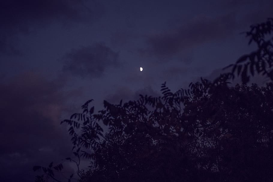 trees, branches, night, moon, sky, clouds, evening, leaves HD wallpaper
