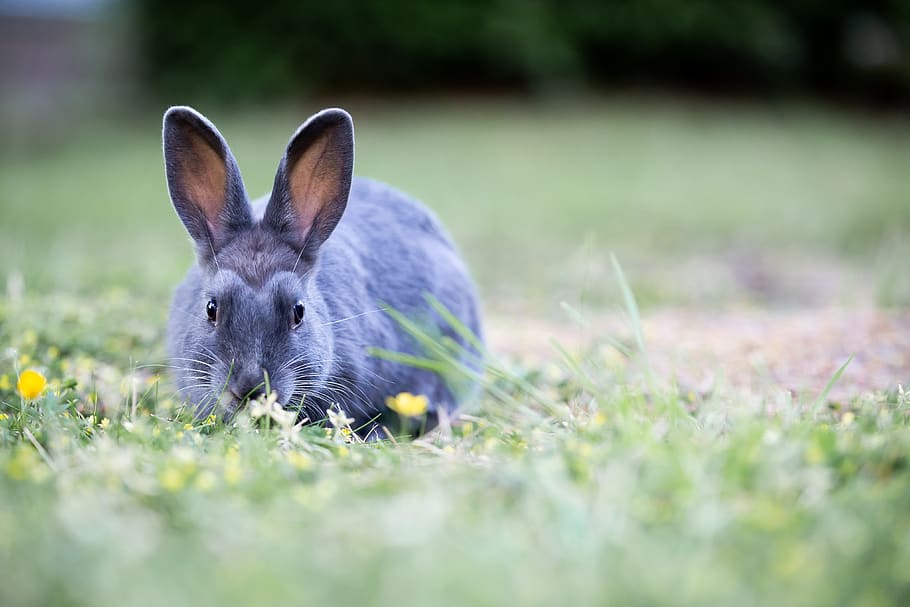 bunny, rabbit, grass, easter, cute, furry, brown, wild, meadow HD wallpaper