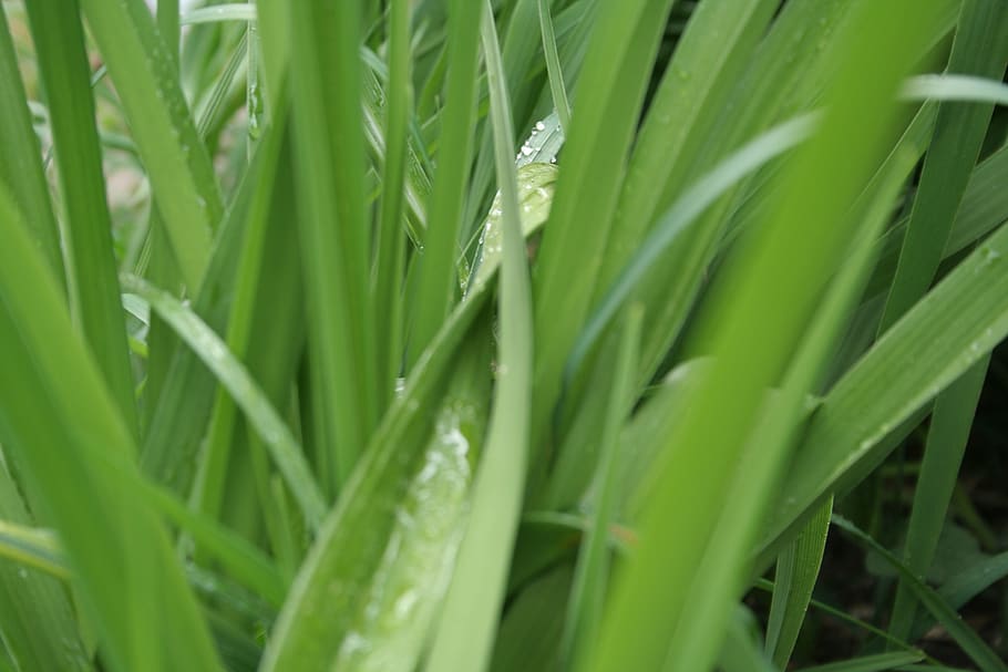 green, leaf, wet, nature, plant, close up, green color, growth HD wallpaper