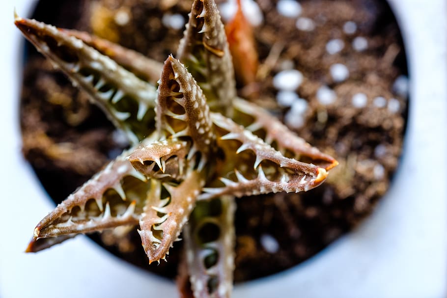 macro, cactus, close-up, no people, food, food and drink, selective focus HD wallpaper