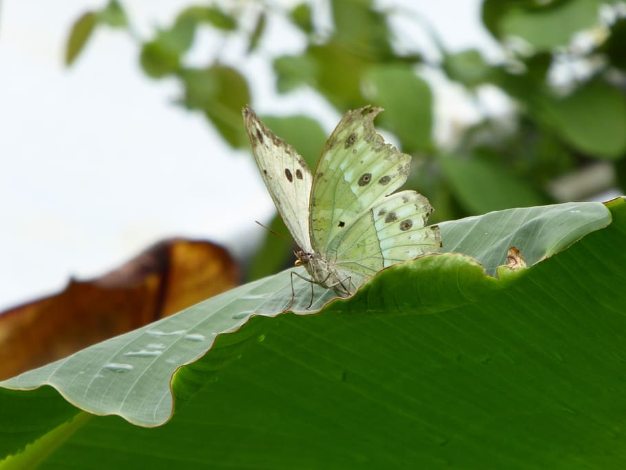 butterfly, white, leaf, insect, nature, animal, wing, flower HD wallpaper