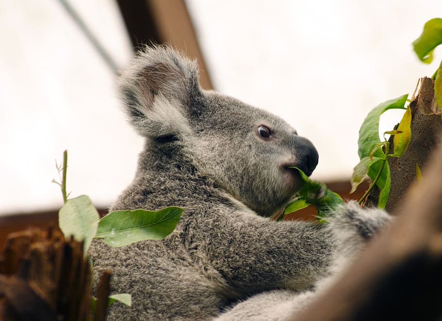 HD wallpaper: koala, australia, animal, nature, marsupial, bear, animals |  Wallpaper Flare