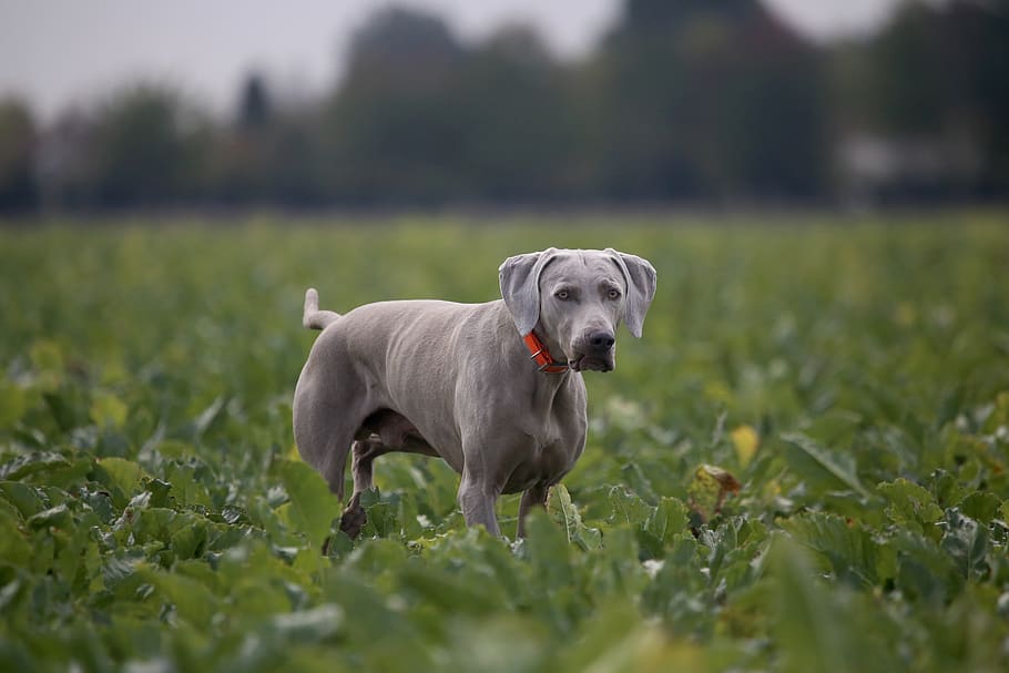gray dog surrounded green plants, canine, animal, mammal, pet HD wallpaper