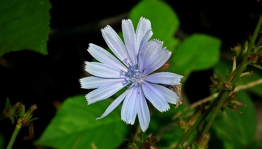 flower, chicory, blue, nature, meadow, summer, wild, closeup HD wallpaper
