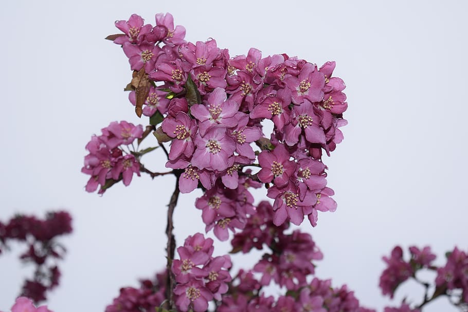 exappiah, flower, flowering plant, freshness, fragility, vulnerability HD wallpaper