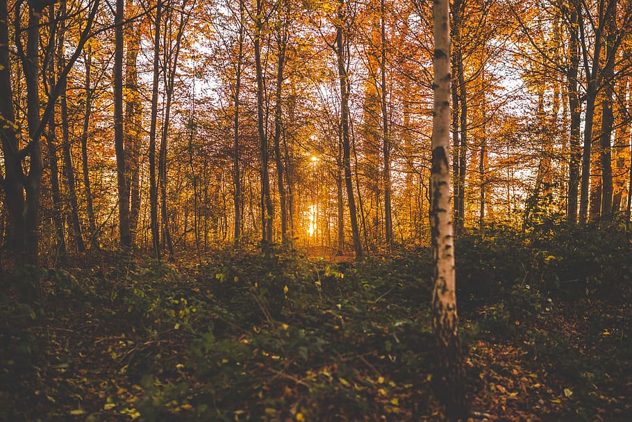 trees, wood, plants, forest, leaves, fall, autumn, sunset, sunrise HD wallpaper