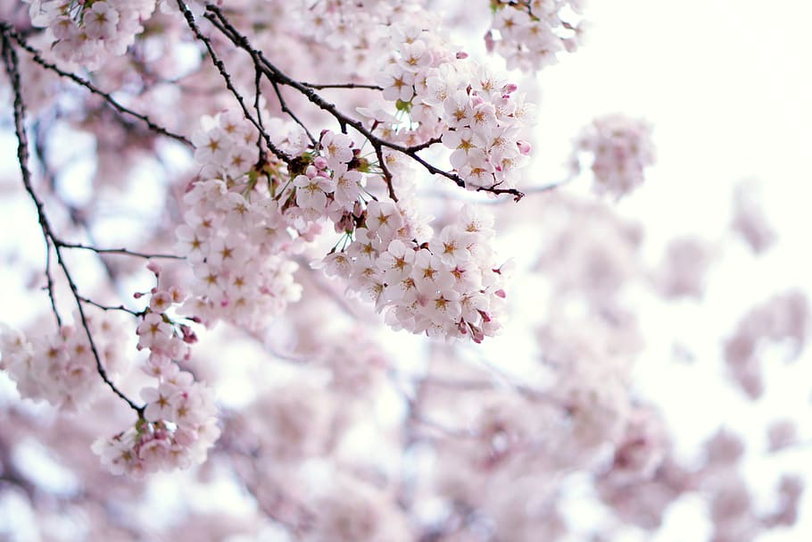 cherry blossom tree, flower, flowering plant, freshness, fragility HD wallpaper