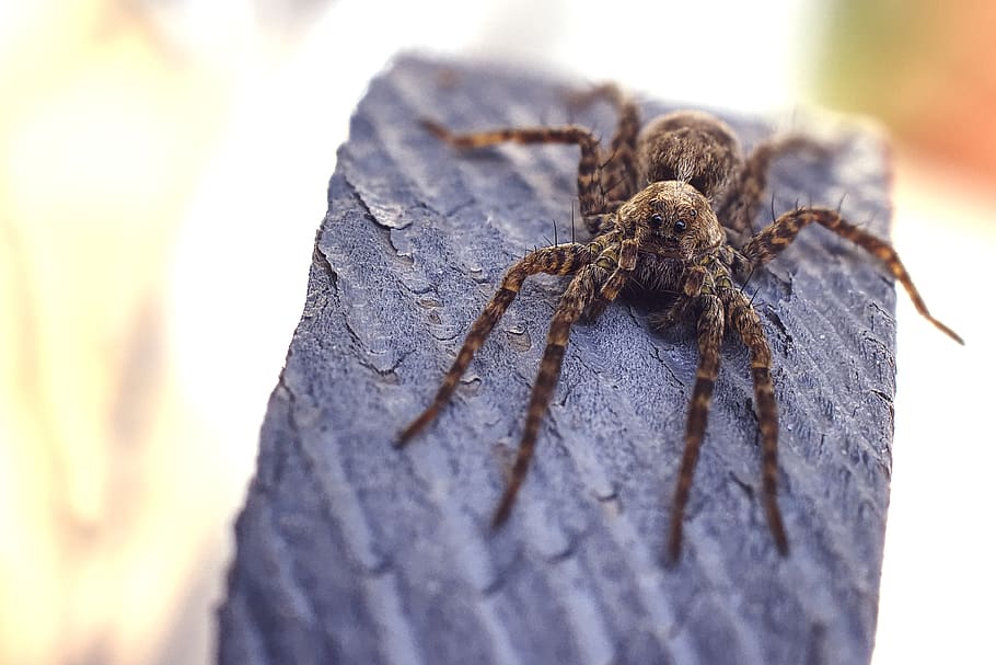 brown spider, animal wildlife, close-up, arachnid, animals in the wild HD wallpaper