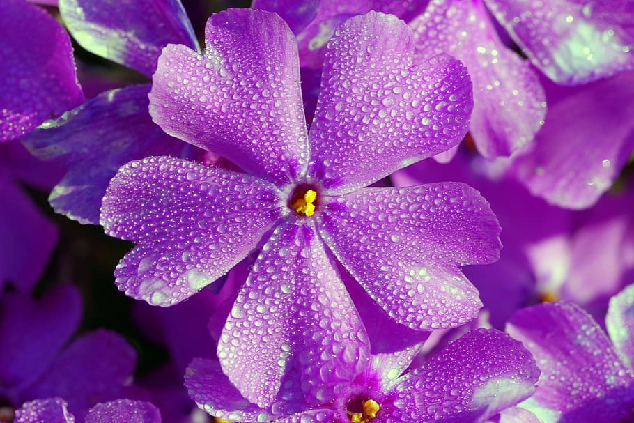 Purple Flowers, bloom, blooming, blossom, bright, close-up, flora HD wallpaper