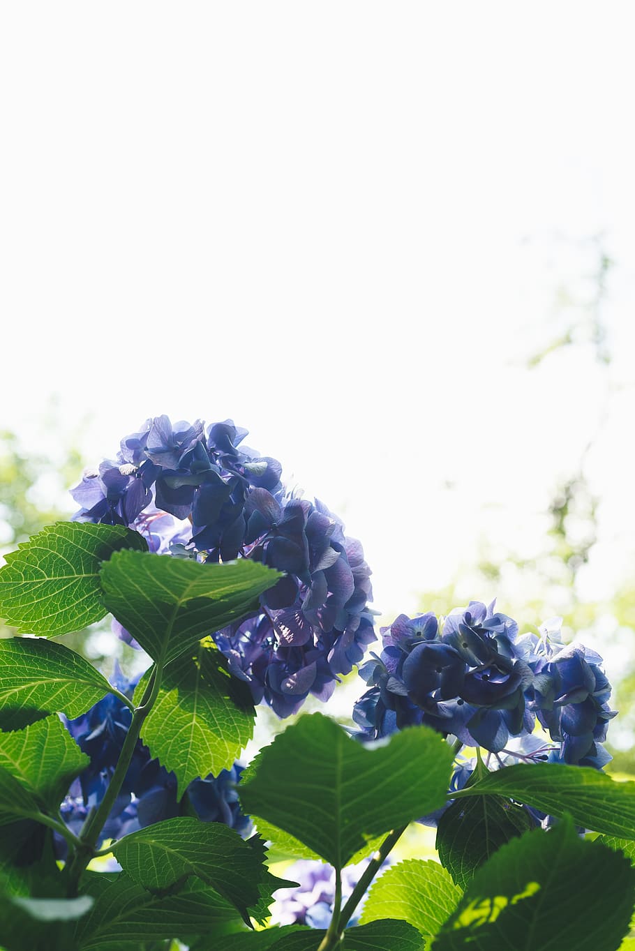 japan, shinjuku-ku, shinjuku gyoen national garden, blue, purple, HD wallpaper