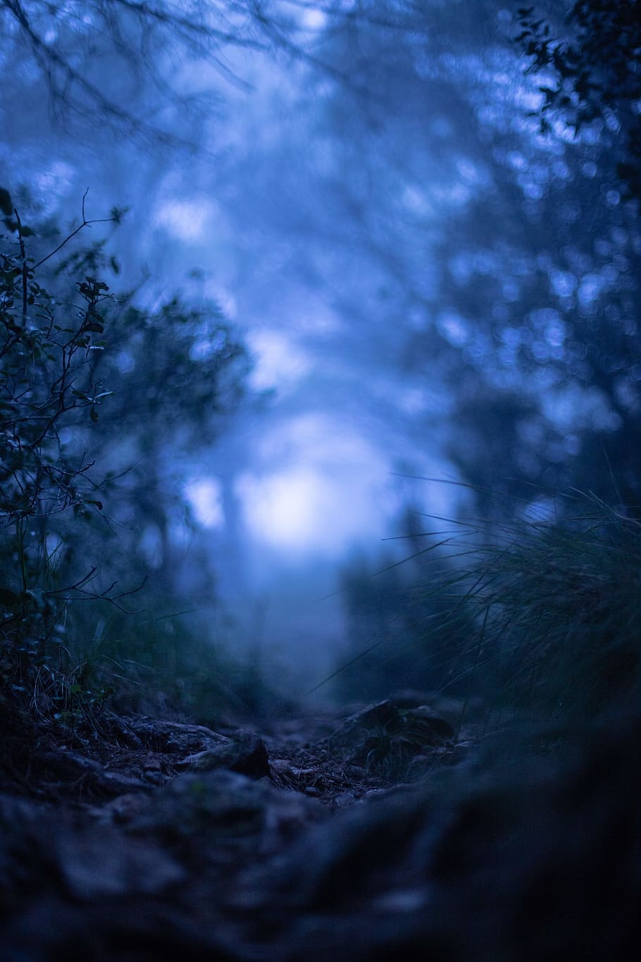 path, tree, forest, woodland, leaf, leaves, dark, eerie, horror HD wallpaper