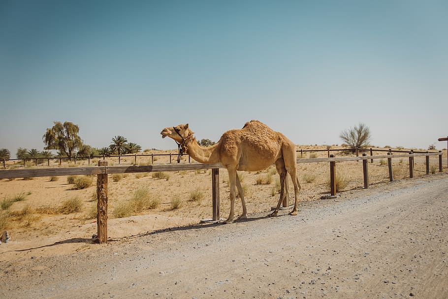 hot, sun, uae, fence, sand, trees, desert, camel, mammal, sky HD wallpaper
