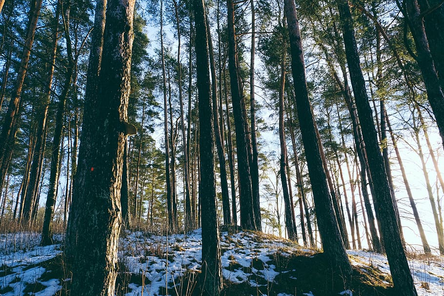 Tall Trees, cold, conifers, daylight, environment, grass, green HD wallpaper