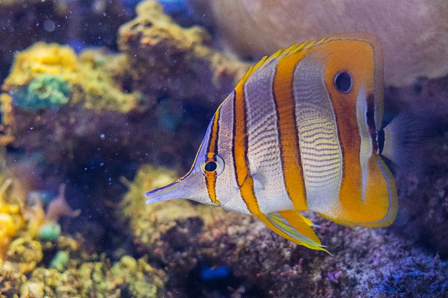 yellow and gray fish, animal themes, animals in the wild, underwater HD wallpaper