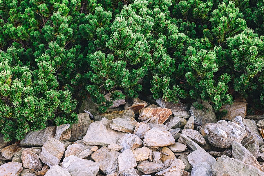 mountains, wallpaper, forest, rocks, plant, growth, green color HD wallpaper