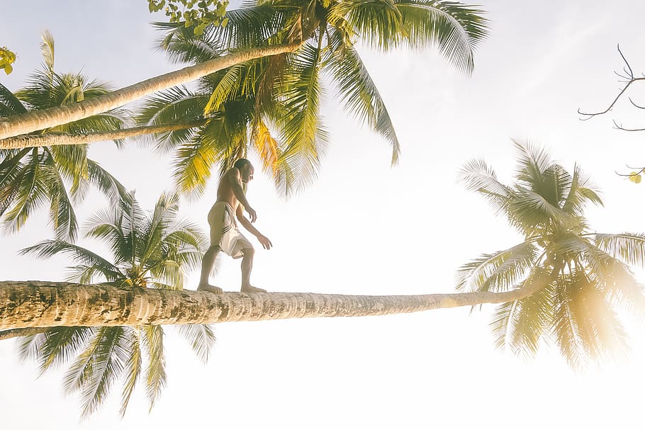 indonesia, west papua, beach, coconut, people, sunset, tree, HD wallpaper