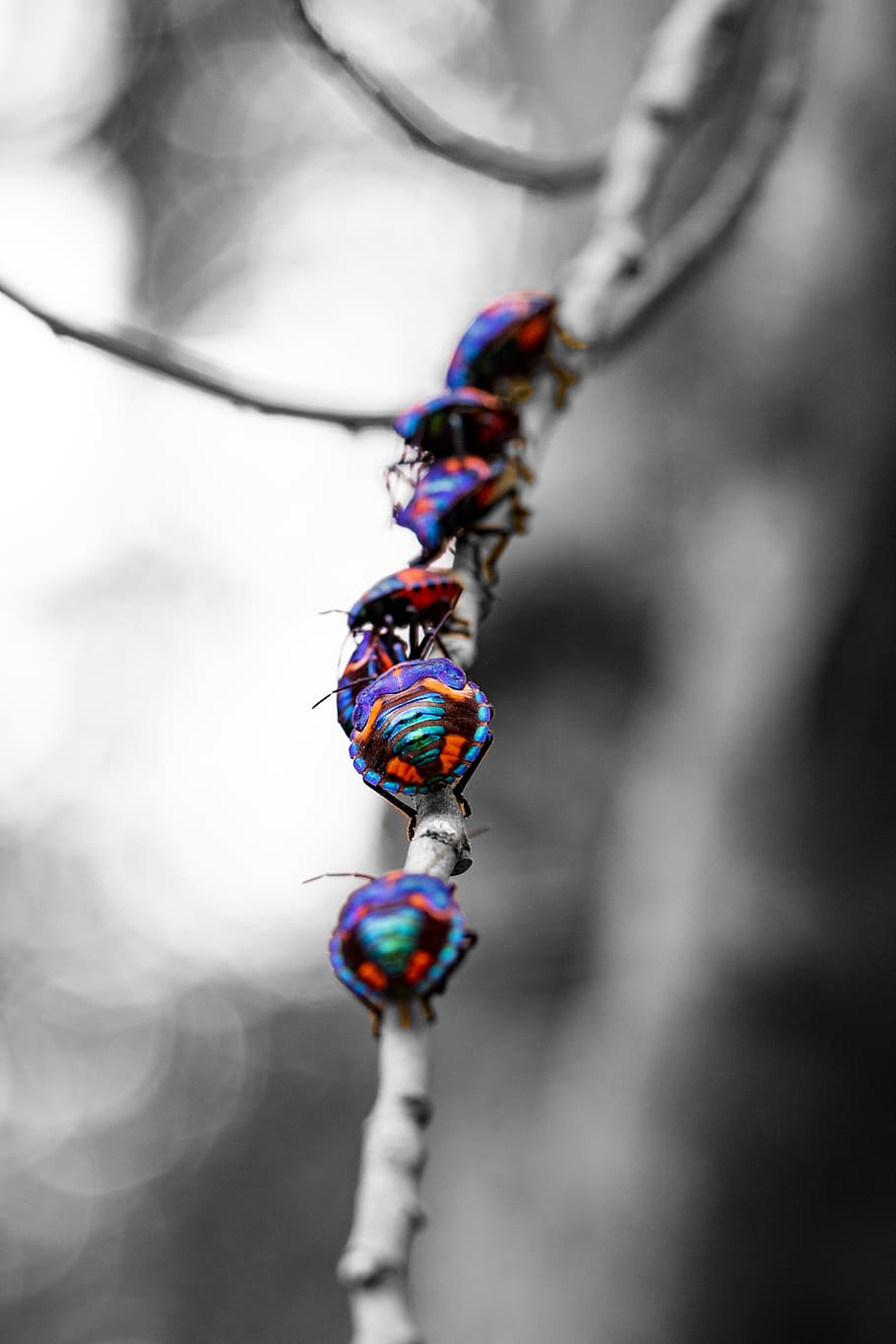 animal wildlife, close-up, insect, invertebrate, animal themes HD wallpaper