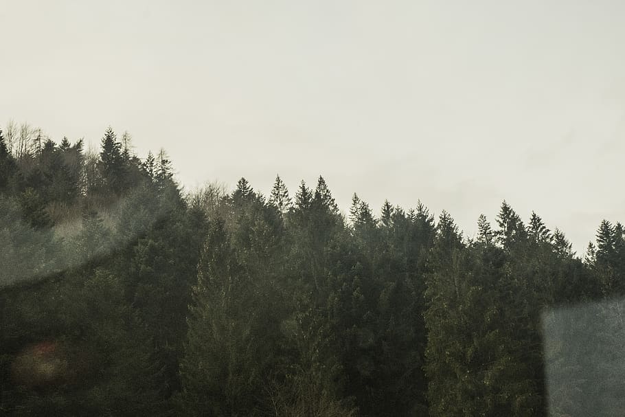 Green Forest, conifer, dawn, daylight, evergreen, fog, landscape HD wallpaper