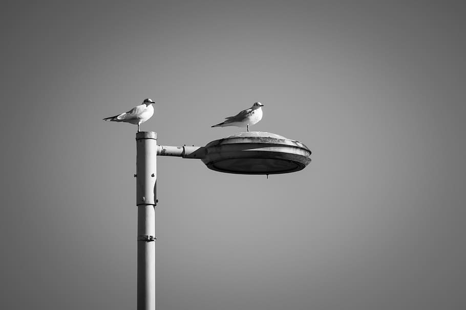 gulls, lantern, watch, look, overview, sit, birds, animals HD wallpaper