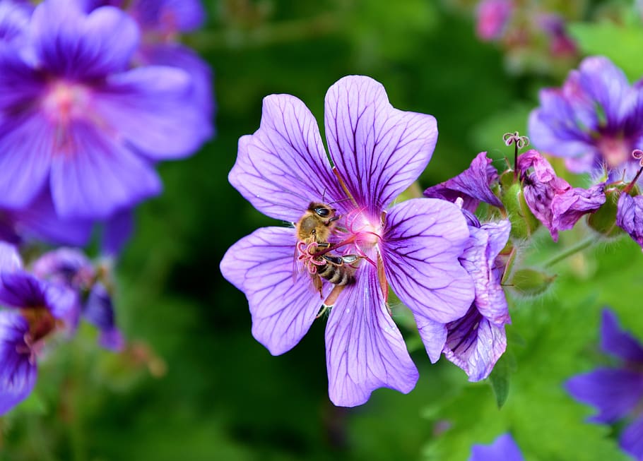 Purple Flowers, bee, bloom, blossom, flora, insect, nature, plants HD wallpaper