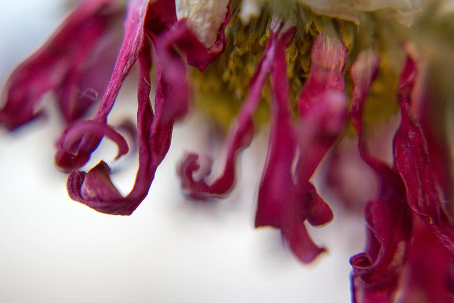 chile, papudo, macro, flor, food and drink, close-up, freshness HD wallpaper
