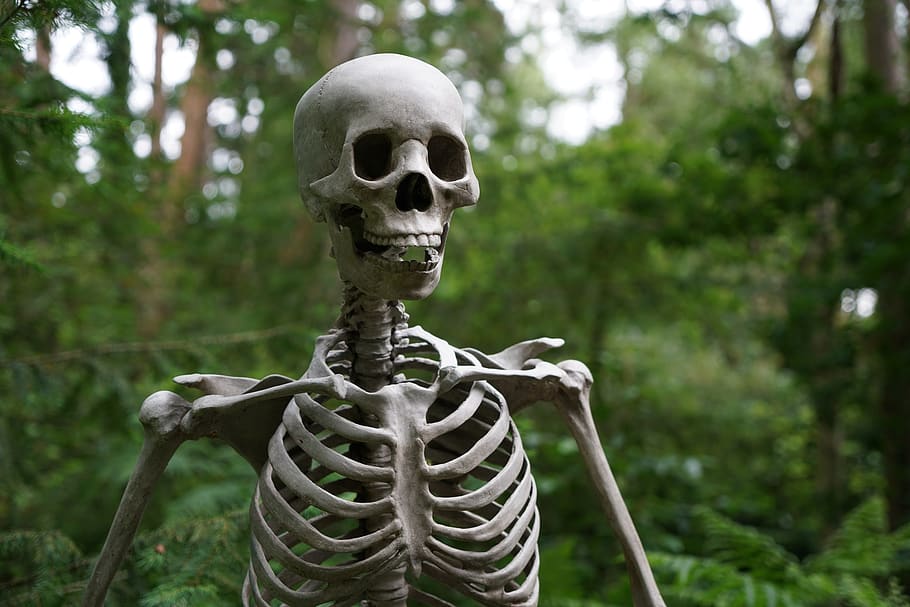 Selective Focus Photography of Skeleton, anatomy, blur, bones HD wallpaper