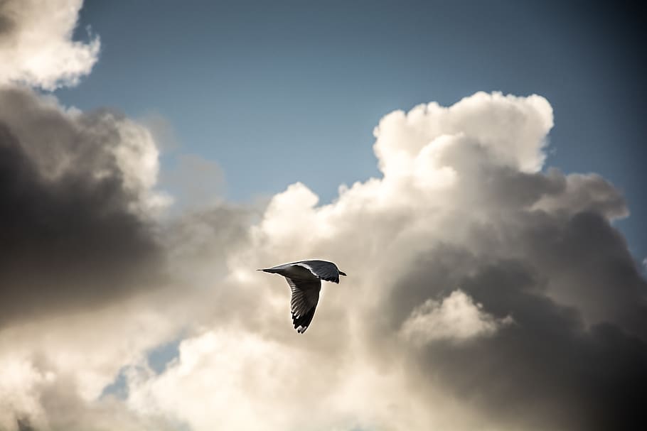 lithuania, klaipėda, nature, clouds, bird, blue, high, cloudy HD wallpaper