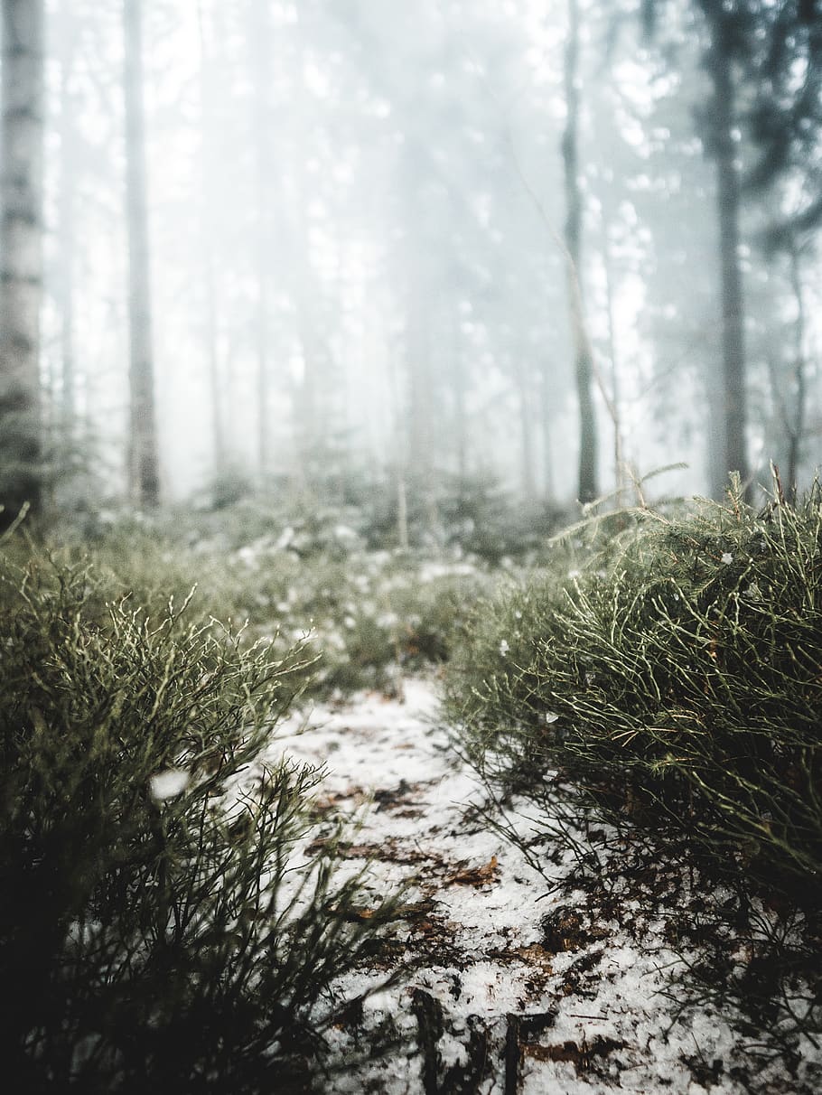 Green Plants and Trees, cold, daylight, daytime, environment HD wallpaper