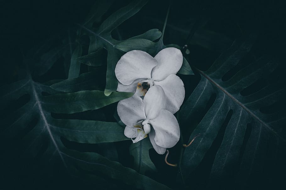white Orchid flowers, nature, plant, flowering plant, petal, fragility HD wallpaper
