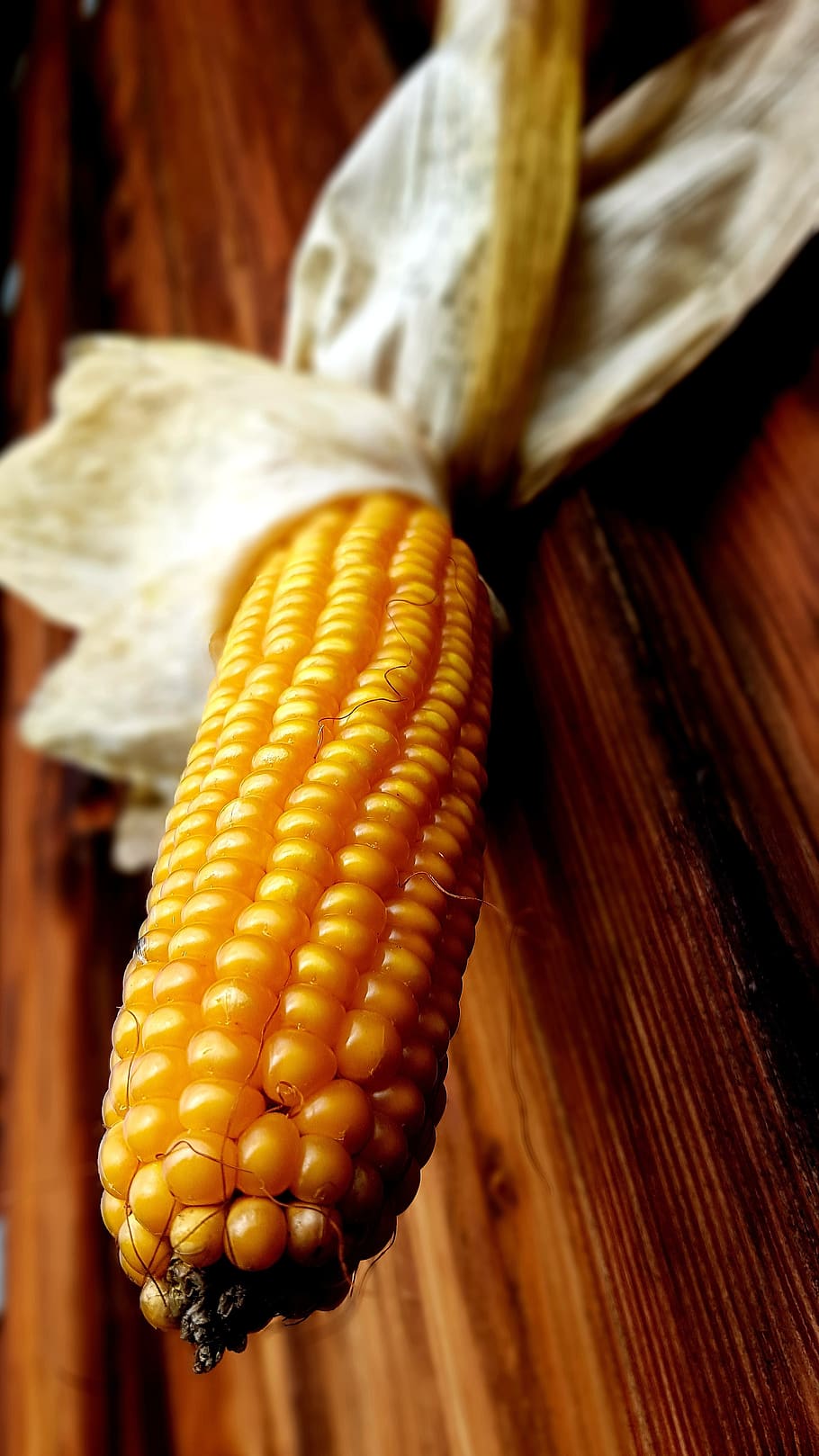 corn, corn on the cob, yellow, ripe, involucral bracts, wooden wall HD wallpaper