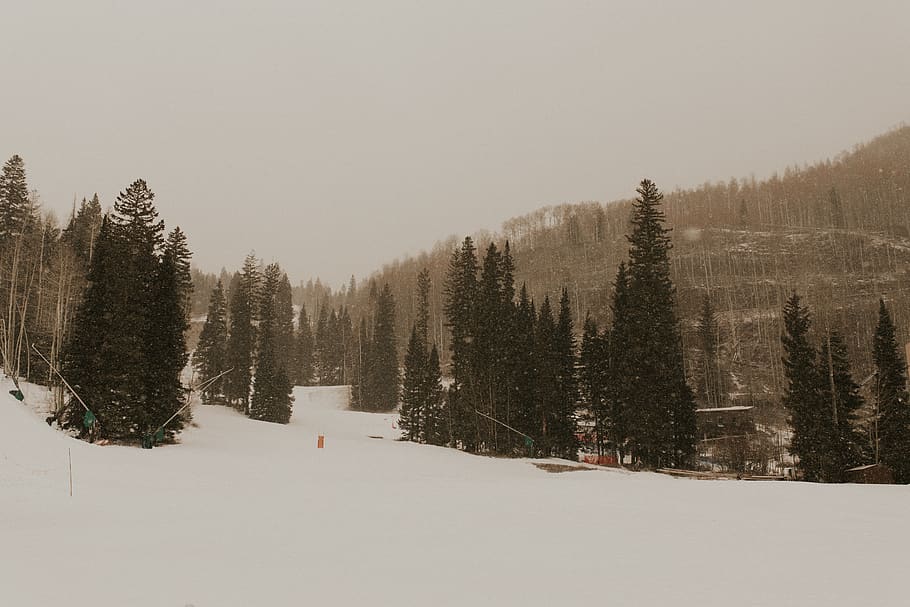 trees surrounded by snow, plant, abies, fir, conifer, pine, spruce HD wallpaper