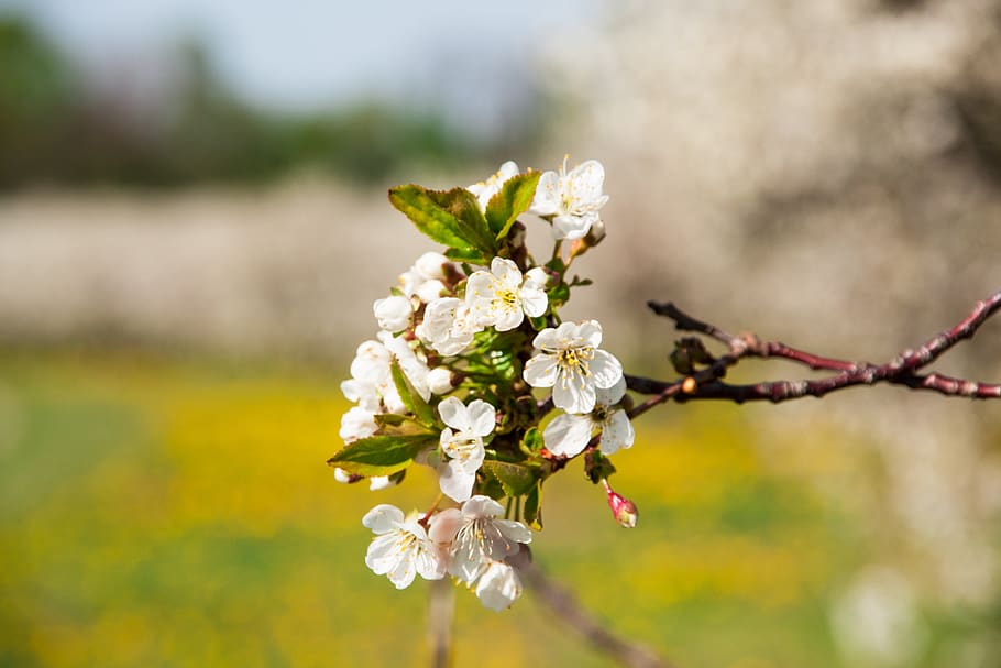 cherry, cherry blossom, branch, spring, bloom, tree, cherry tree HD wallpaper