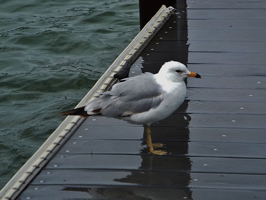 lake erie, birds, seagull, animal, vertebrate, animal themes, HD wallpaper