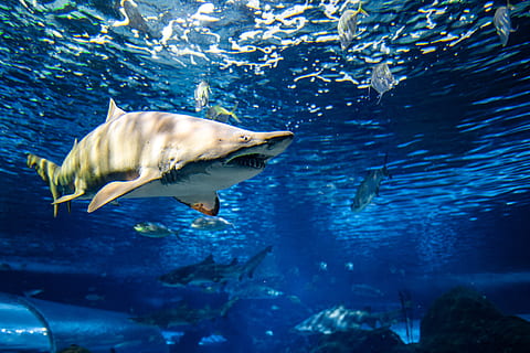 shark underwater, sea life, animal, aquatic, fish, outdoors, aquarium HD wallpaper