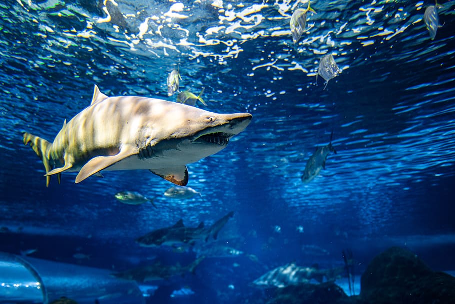 shark underwater, sea life, animal, aquatic, fish, outdoors, aquarium, HD wallpaper