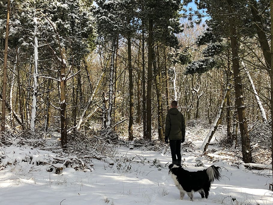 netherlands, ballum, exploring, explore, snowing, dog and human HD wallpaper