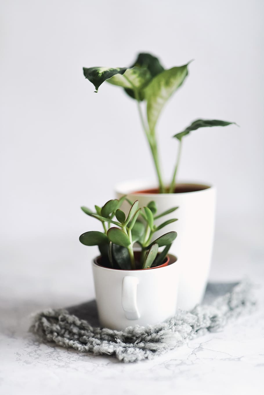 plant, pottery, jar, potted plant, vase, planter, green, white, HD wallpaper