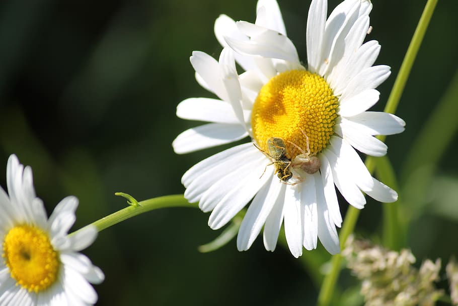 bee, spider, wildflower, insect, arachnid, flowering plant HD wallpaper